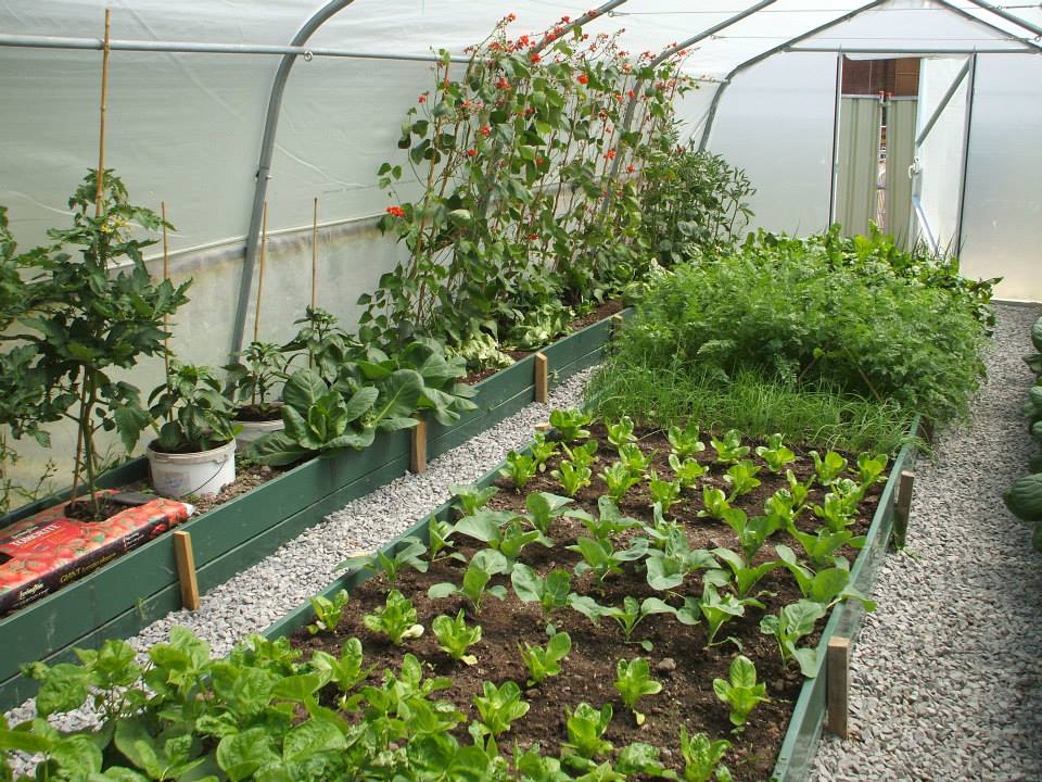 Vegetables growing in a polytunnel.