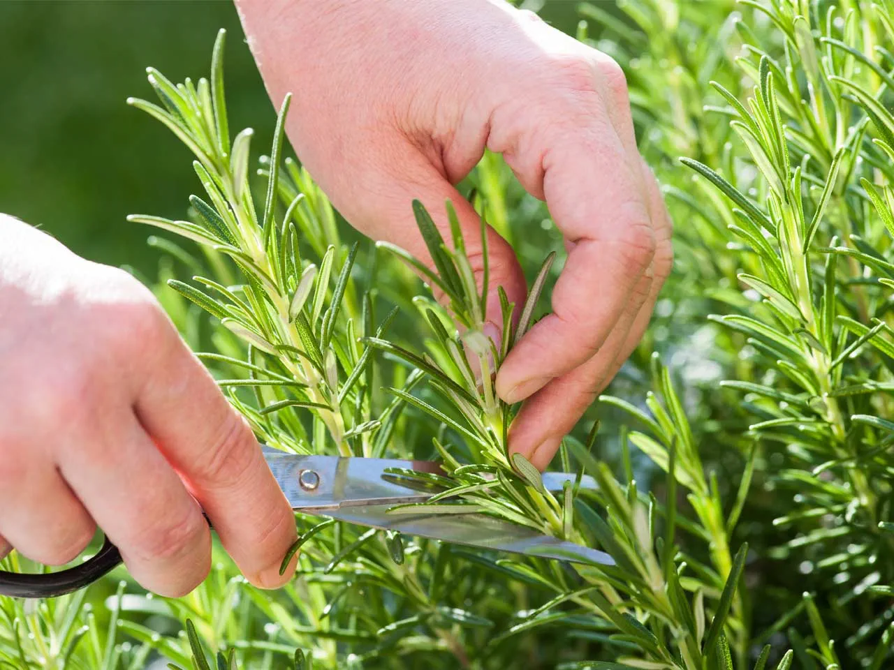 Can you Save money by growing your own produce?