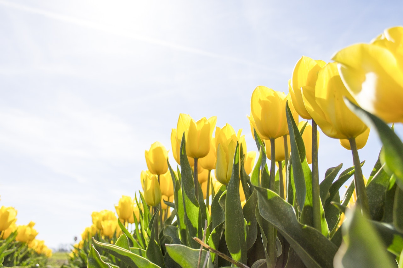 Planning ahead for spring with a Garden Tunnel