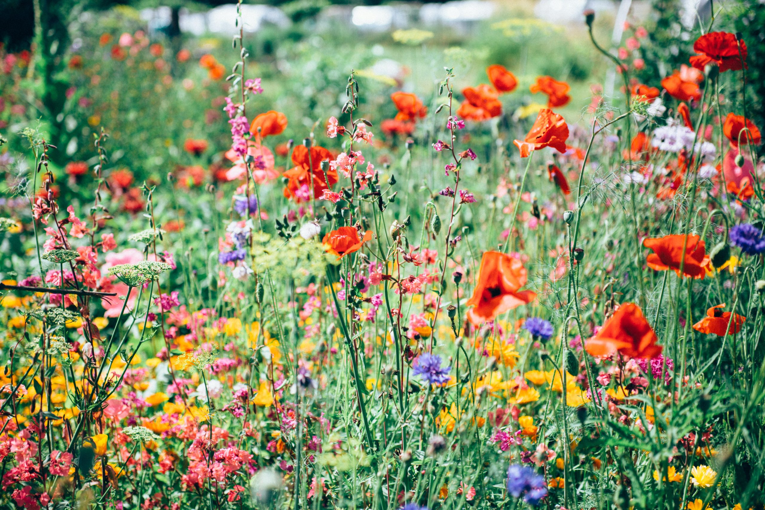 Growing a cut Flower garden in your polytunnel