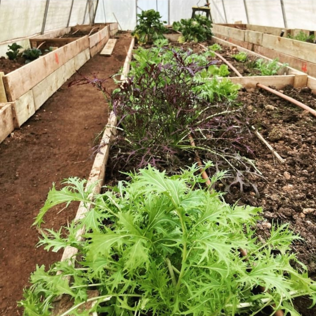 How is growing your own vegetables sustainable?